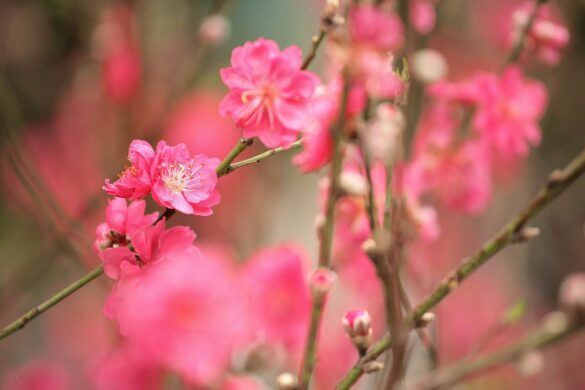 CHINESE SPRING