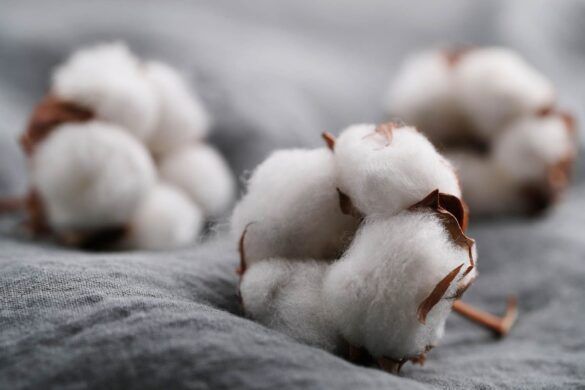 COTTON