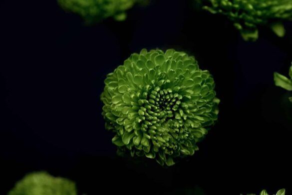 GREEN FLOWER
