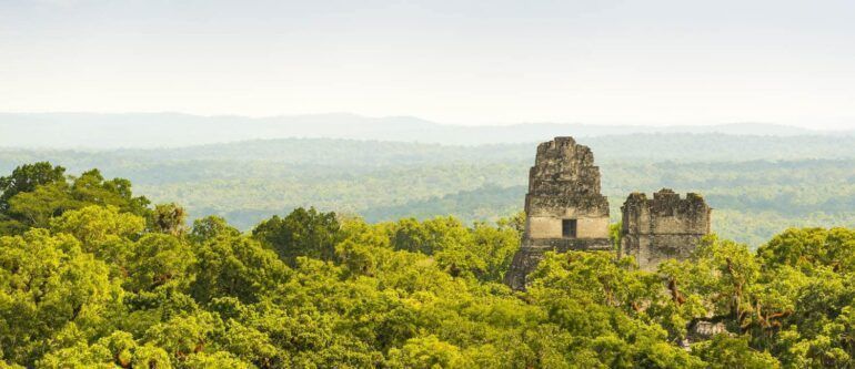 MAYA FOREST