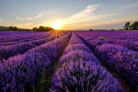 LAVENDER